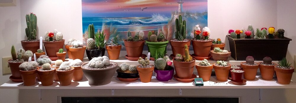 cactus photo - Copy.jpg