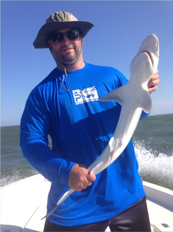 shark 1.jpg