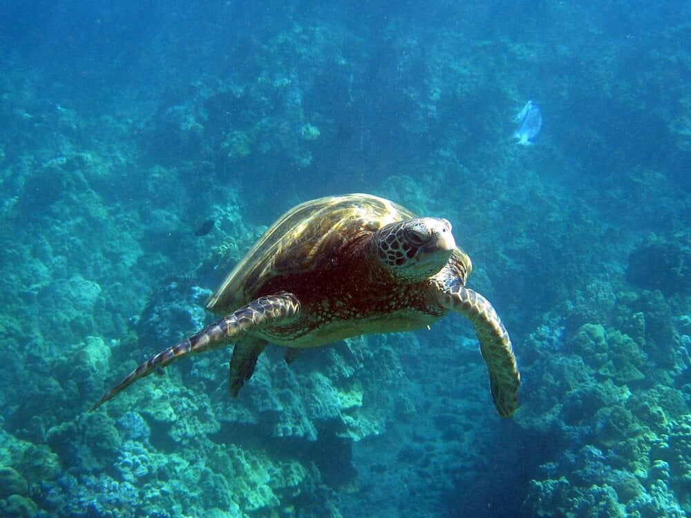 turtle 6.jpg