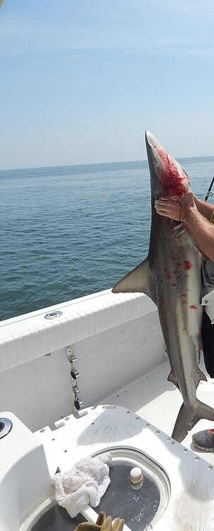 cropped shark.jpg