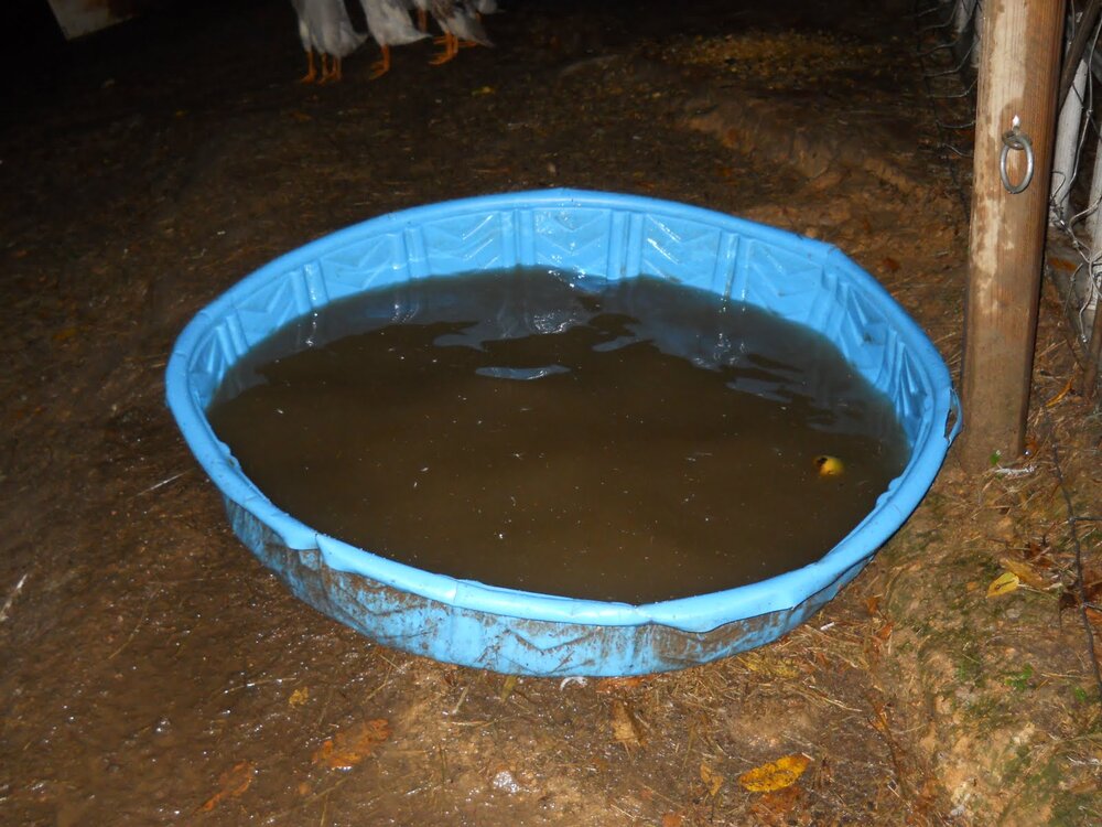 oldnastypool[1].JPG