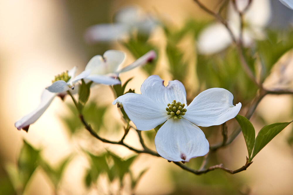 Dogwood.jpg