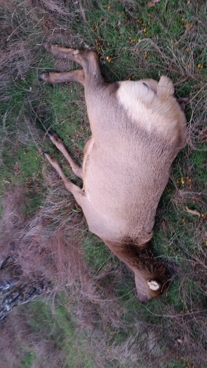 Elk2.jpg
