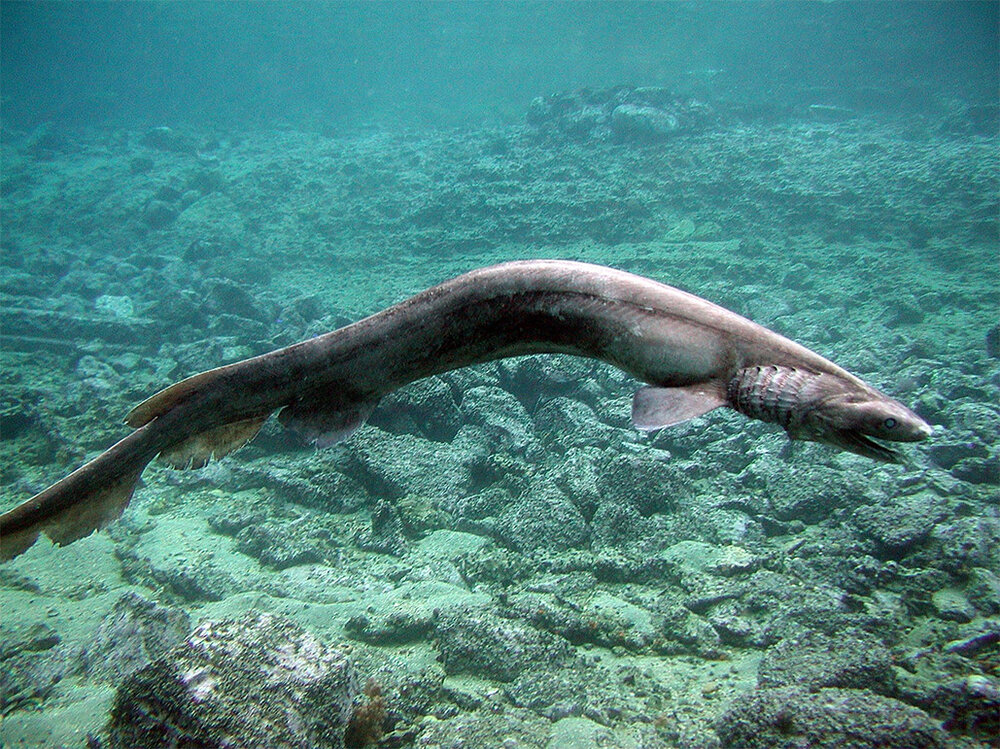 Frilled-Shark-2.jpg