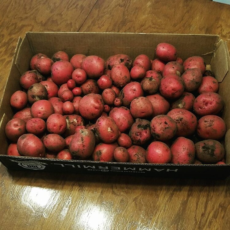 Gardening2.jpg