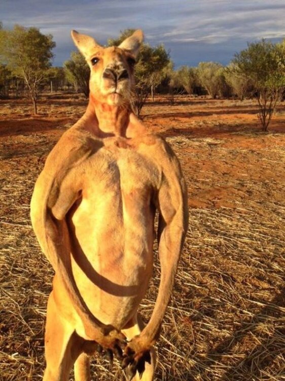Kangaroo.jpg