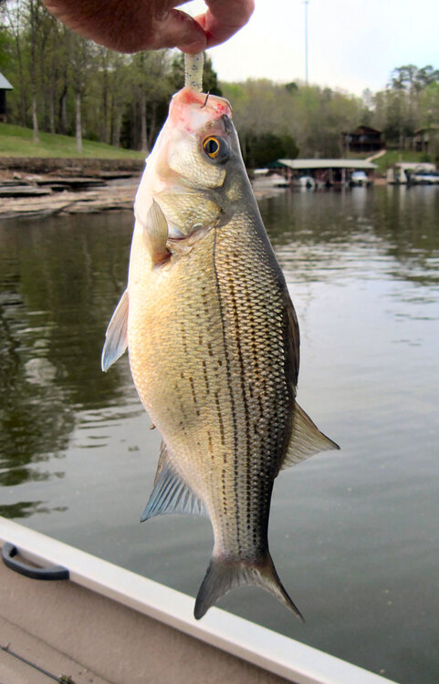 Pickwick-15-4-10-HugeWhiteBass1a.jpg