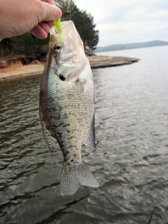Pickwick-15-4-9-Crappie1.jpg