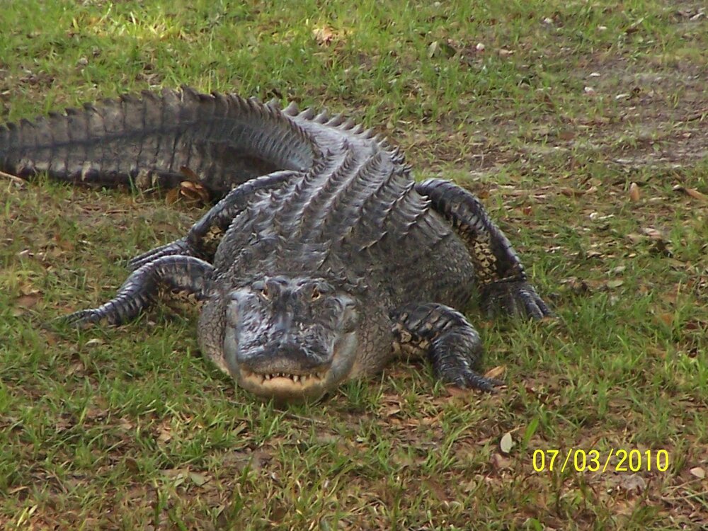 alligator.jpg