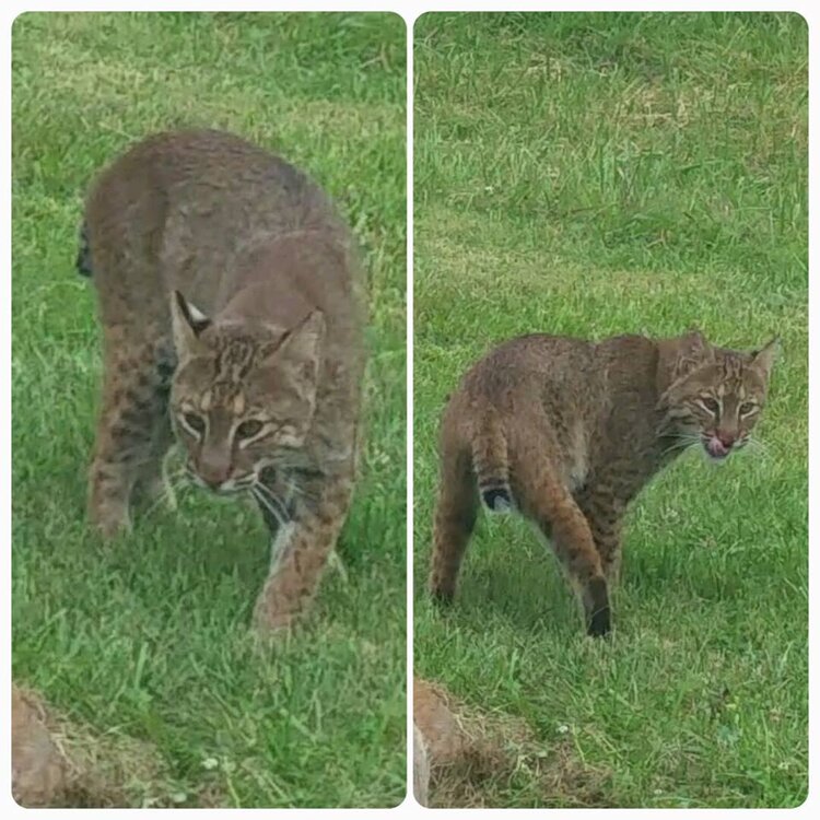 bobcat.jpg
