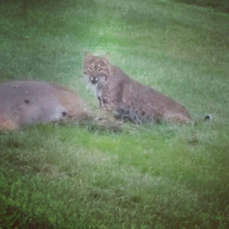 bobcat3.jpg