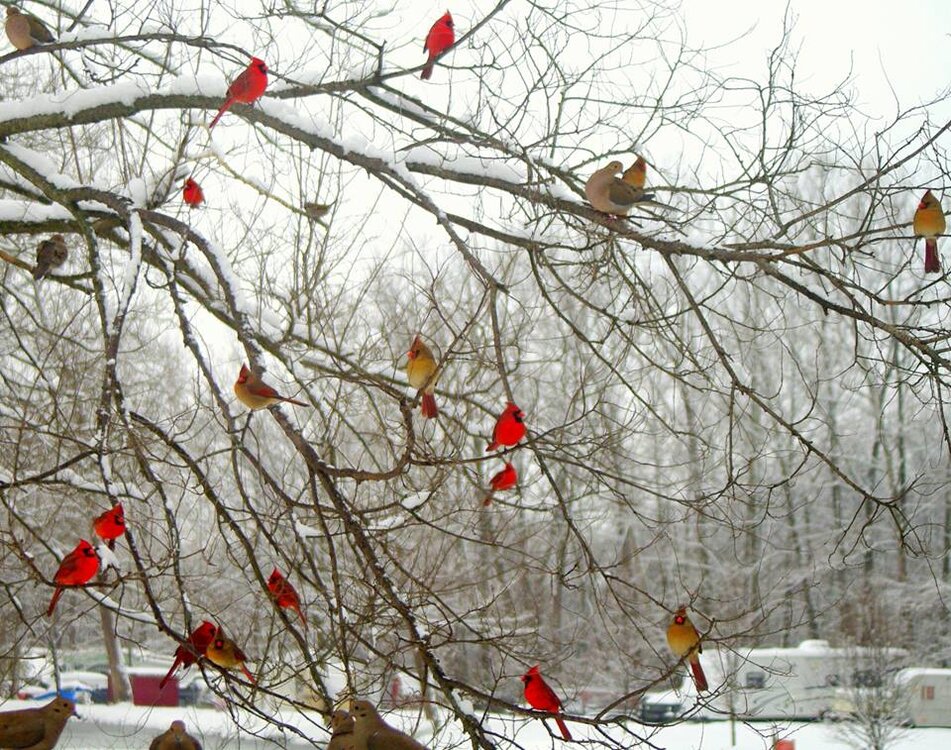 cardinals.jpg