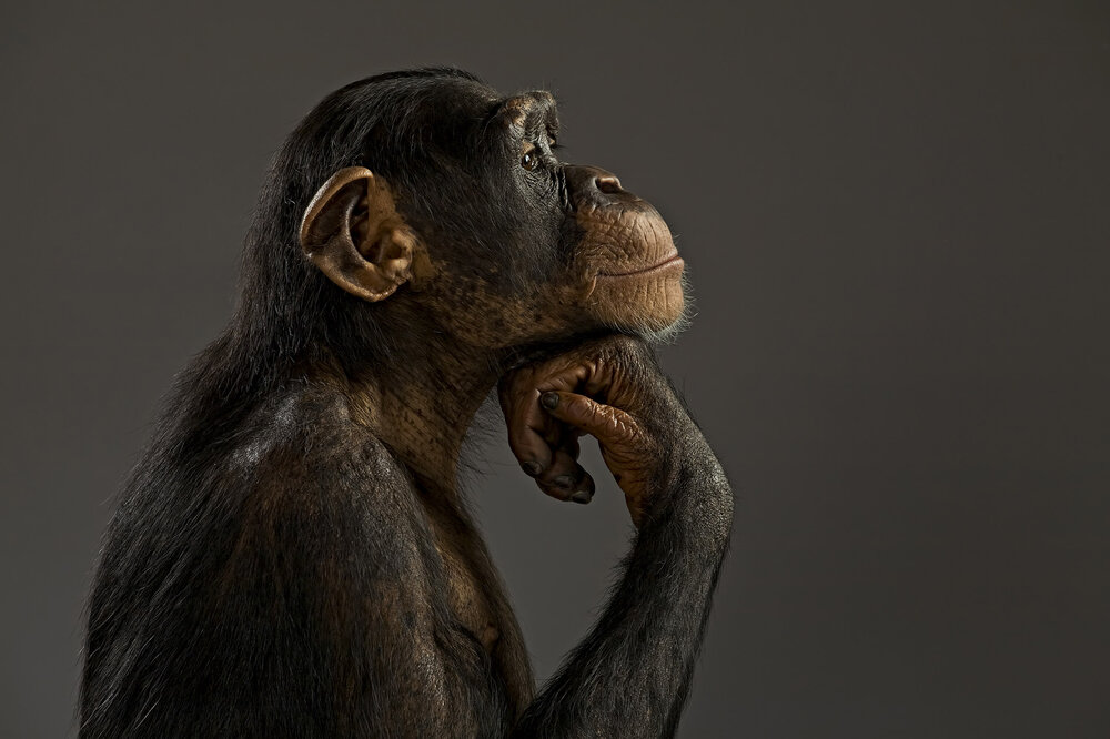 chimpanzee.jpg