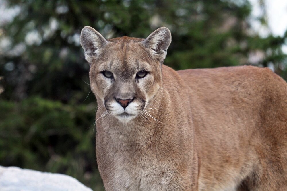 cougar1.jpg