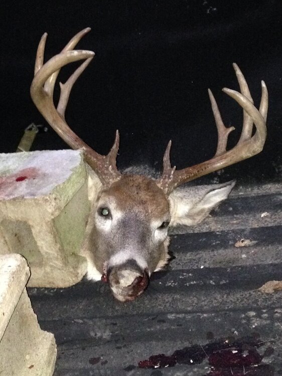 deer2.jpg