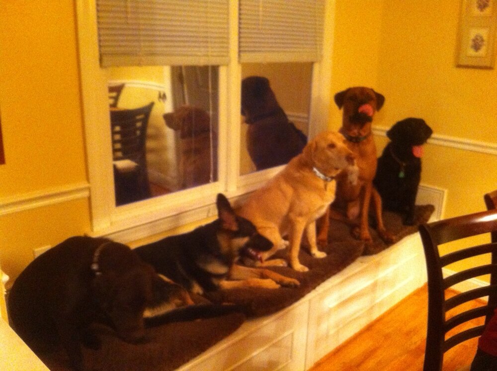 dogschristmas2012.JPG