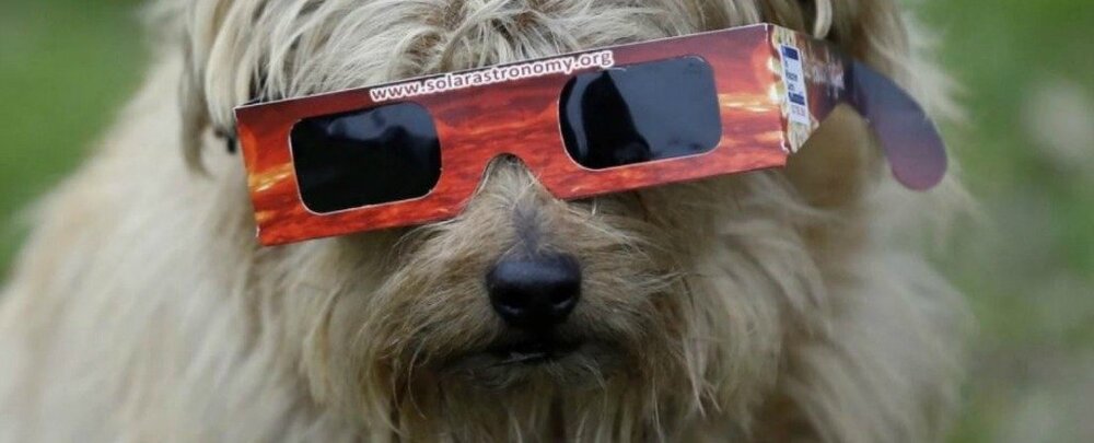 dogsolareclips_1024.jpg
