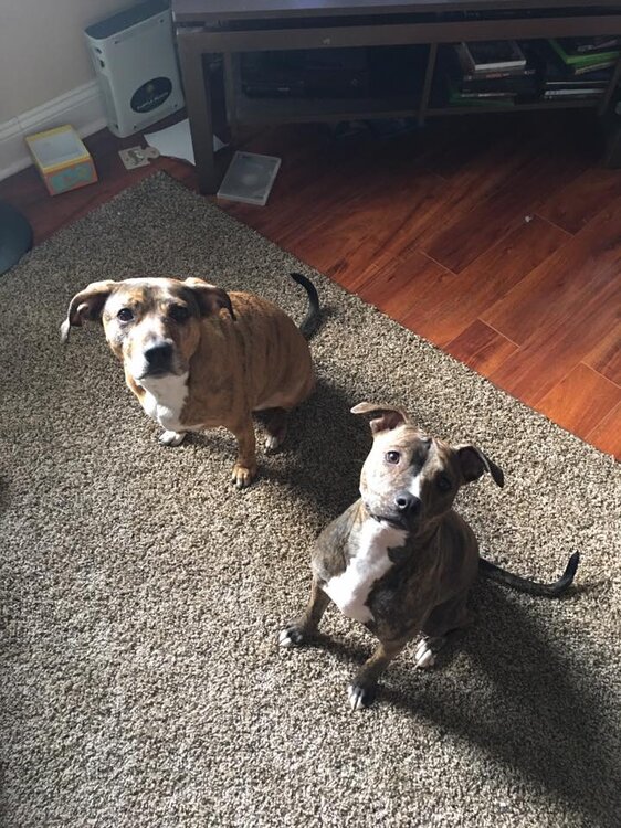 pitty.jpg