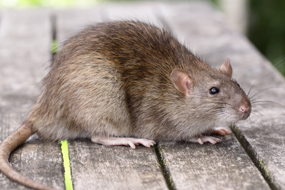 ratten.jpg