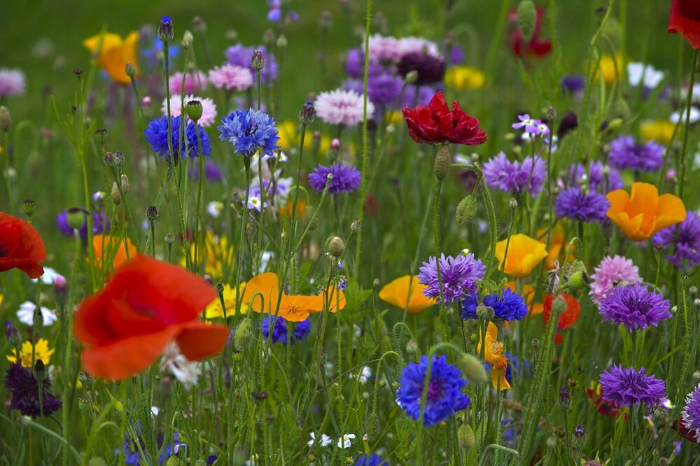 spring-meadow-218.jpg