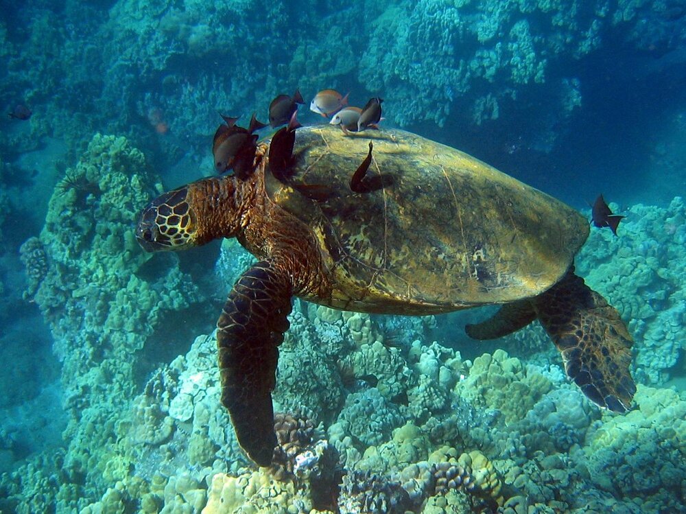 turtle.jpg