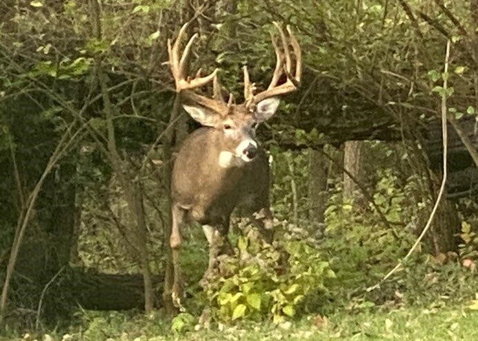 1583942630_FortMitchellDeer.jpg.653a9baaf44ac04388ebe4ece39814f7.jpg