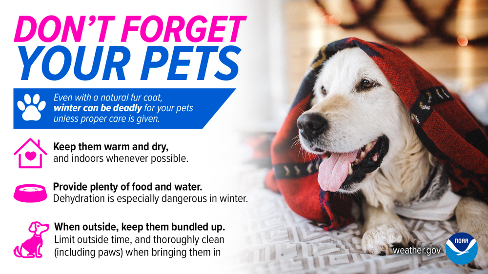 _images_wrn_Infographics_2022_winter-pets-2022.thumb.png.934e957f1c8f0e1e1a40bb2edeb42c2a.png