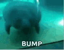 bump-reminder.gif.08ed7ff027a0b61b8c6346e5c6c5111e.gif