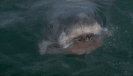 tumblr_inline_o0lq2fyP2F1sypkn8_500.gif.951637cbdae46a510ba11c53fbccc041.gif