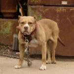 Pitbull